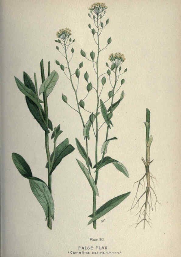 Reproducción/Reproduction 6045755328: Farm weeds of Canada Ottawa :Dept. of Agriculture,1923 