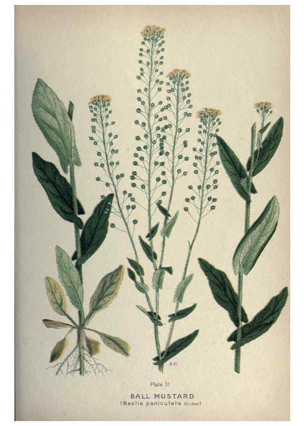 Reproducción/Reproduction 6045205919: Farm weeds of Canada Ottawa :Dept. of Agriculture,1923 