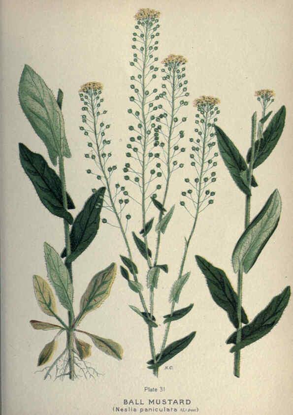 Reproducción/Reproduction 6045205919: Farm weeds of Canada Ottawa :Dept. of Agriculture,1923 