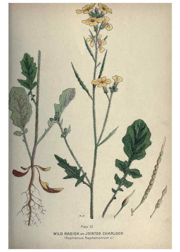 Reproducción/Reproduction 6045755834: Farm weeds of Canada Ottawa :Dept. of Agriculture,1923 