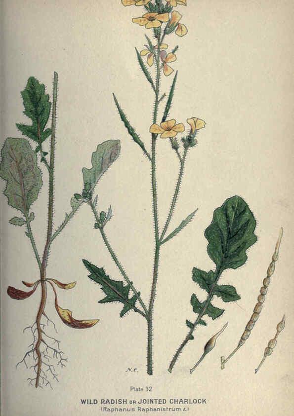 Reproducción/Reproduction 6045755834: Farm weeds of Canada Ottawa :Dept. of Agriculture,1923 