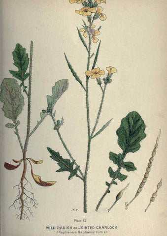 Reproducción/Reproduction 6045755834: Farm weeds of Canada Ottawa :Dept. of Agriculture,1923 