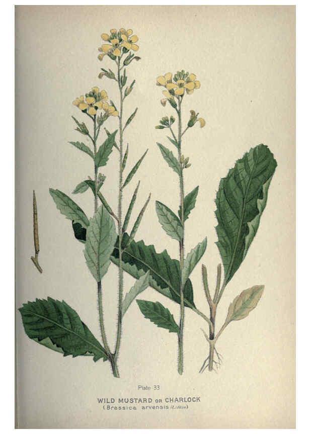 Reproducción/Reproduction 6045206367: Farm weeds of Canada Ottawa :Dept. of Agriculture,1923 