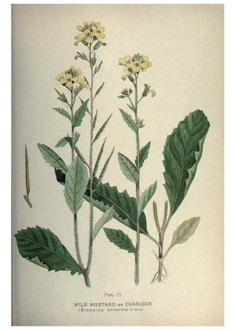 Reproducción/Reproduction 6045206367: Farm weeds of Canada Ottawa :Dept. of Agriculture,1923 