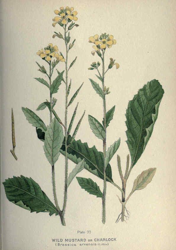 Reproducción/Reproduction 6045206367: Farm weeds of Canada Ottawa :Dept. of Agriculture,1923 