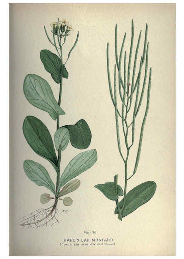 Reproducción/Reproduction 6045756194: Farm weeds of Canada Ottawa :Dept. of Agriculture,1923 