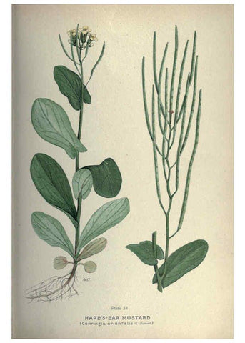 Reproducción/Reproduction 6045756194: Farm weeds of Canada Ottawa :Dept. of Agriculture,1923 