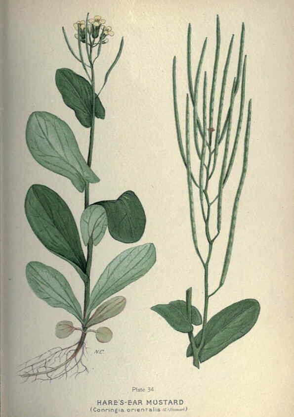 Reproducción/Reproduction 6045756194: Farm weeds of Canada Ottawa :Dept. of Agriculture,1923 