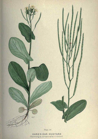 Reproducción/Reproduction 6045756194: Farm weeds of Canada Ottawa :Dept. of Agriculture,1923 