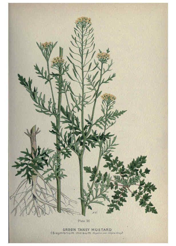 Reproducción/Reproduction 6045206773: Farm weeds of Canada Ottawa :Dept. of Agriculture,1923 