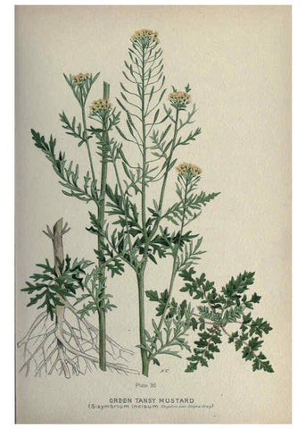 Reproducción/Reproduction 6045206773: Farm weeds of Canada Ottawa :Dept. of Agriculture,1923 
