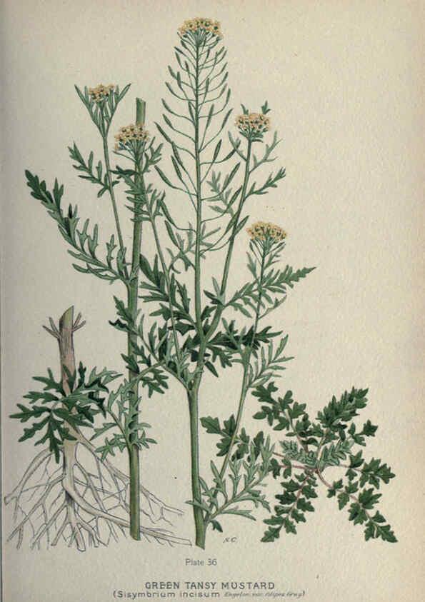 Reproducción/Reproduction 6045206773: Farm weeds of Canada Ottawa :Dept. of Agriculture,1923 