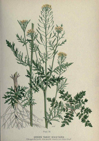 Reproducción/Reproduction 6045206773: Farm weeds of Canada Ottawa :Dept. of Agriculture,1923 