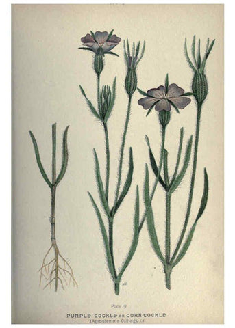 Reproducción/Reproduction 6045203533: Farm weeds of Canada Ottawa :Dept. of Agriculture,1923 
