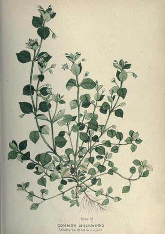 Reproducción/Reproduction 6045203117: Farm weeds of Canada Ottawa :Dept. of Agriculture,1923 