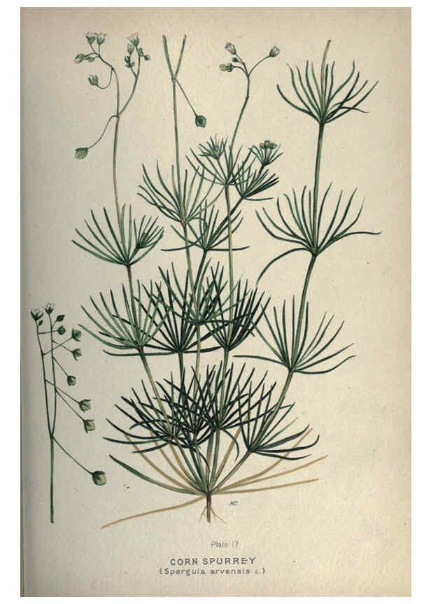 Reproducción/Reproduction 6045202937: Farm weeds of Canada Ottawa :Dept. of Agriculture,1923 