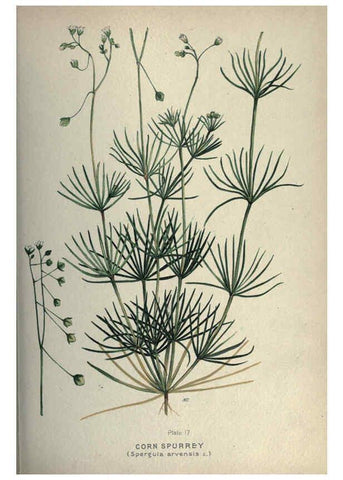Reproducción/Reproduction 6045202937: Farm weeds of Canada Ottawa :Dept. of Agriculture,1923 