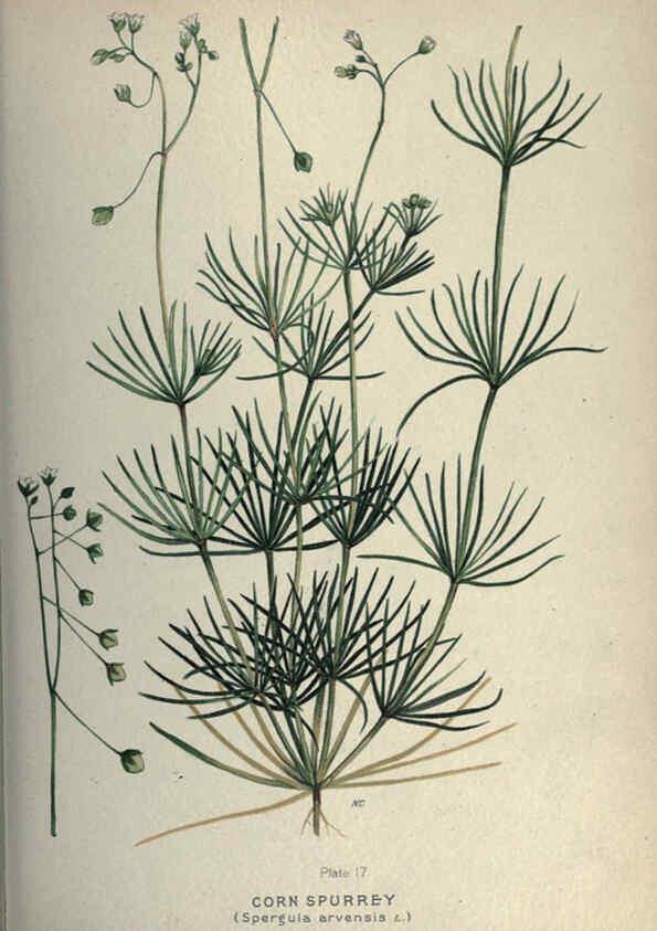 Reproducción/Reproduction 6045202937: Farm weeds of Canada Ottawa :Dept. of Agriculture,1923 
