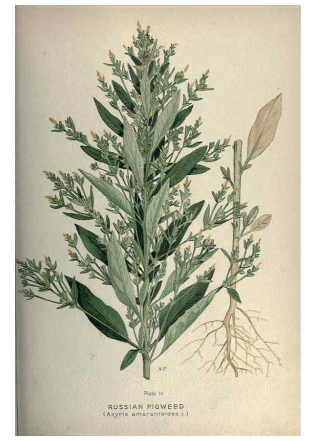 Reproducción/Reproduction 6045752282: Farm weeds of Canada Ottawa :Dept. of Agriculture,1923 