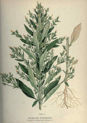 Reproducción/Reproduction 6045752282: Farm weeds of Canada Ottawa :Dept. of Agriculture,1923 