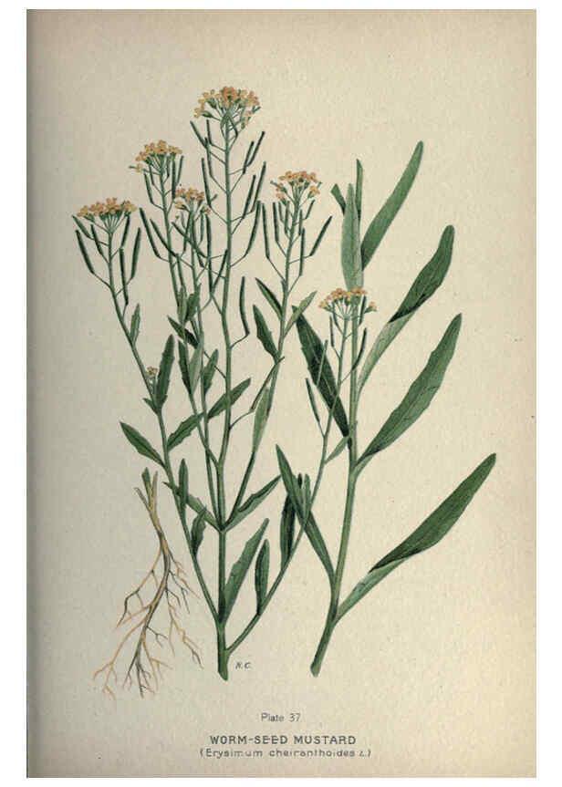 Reproducción/Reproduction 6045756590: Farm weeds of Canada Ottawa :Dept. of Agriculture,1923 
