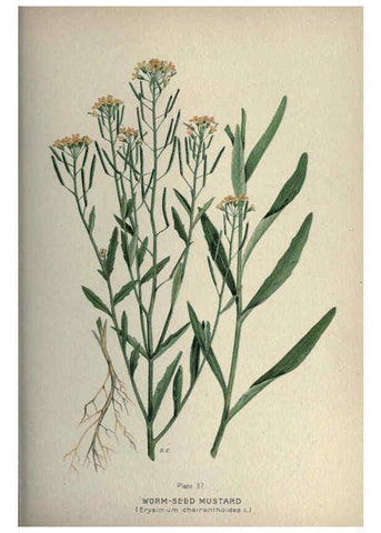 Reproducción/Reproduction 6045756590: Farm weeds of Canada Ottawa :Dept. of Agriculture,1923 