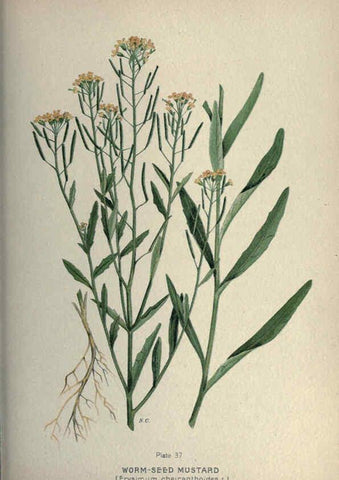 Reproducción/Reproduction 6045756590: Farm weeds of Canada Ottawa :Dept. of Agriculture,1923 
