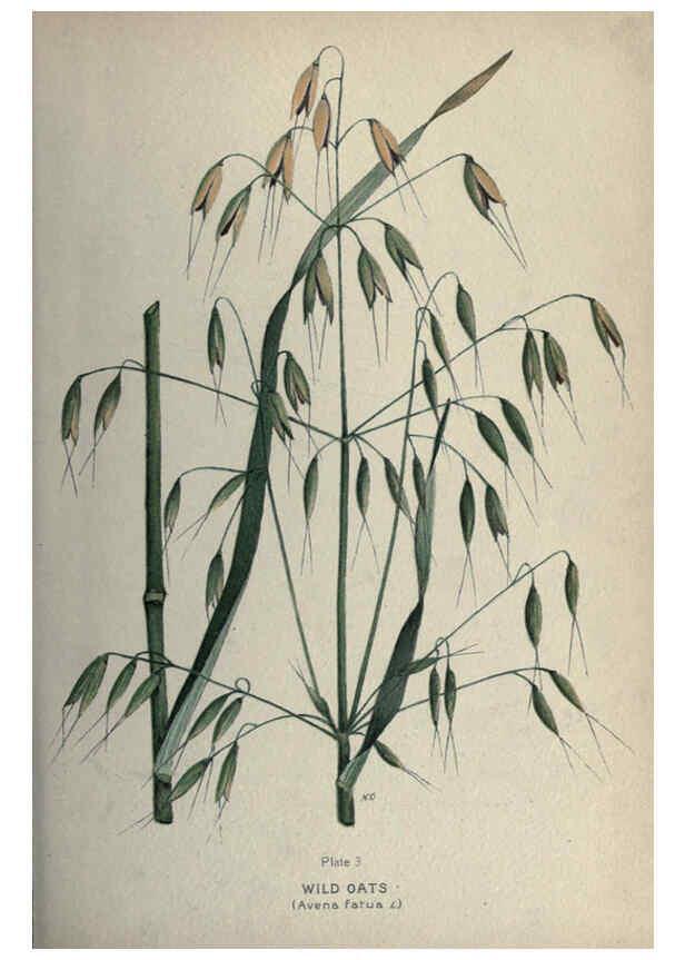 Reproducción/Reproduction 6045751054: Farm weeds of Canada Ottawa :Dept. of Agriculture,1923 