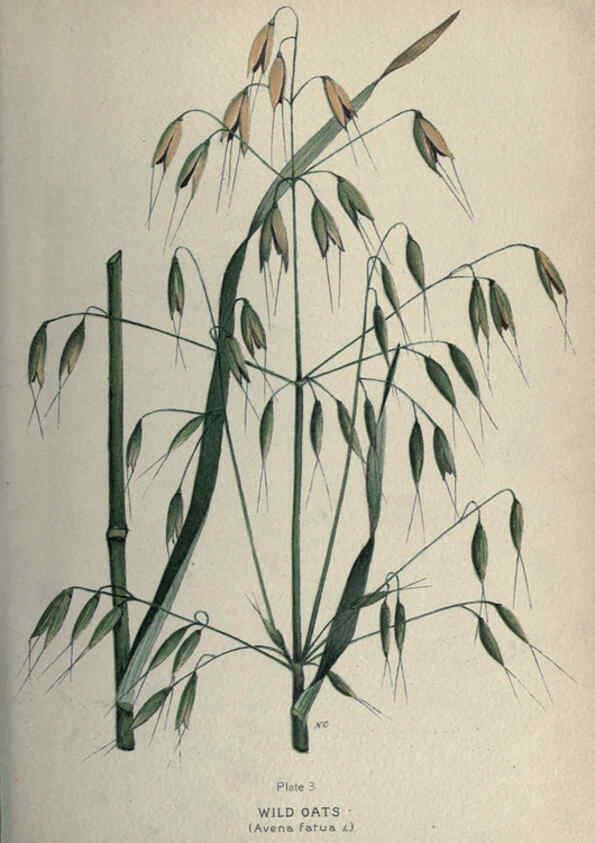 Reproducción/Reproduction 6045751054: Farm weeds of Canada Ottawa :Dept. of Agriculture,1923 