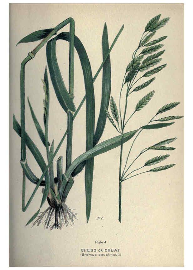 Reproducción/Reproduction 6045751318: Farm weeds of Canada Ottawa :Dept. of Agriculture,1923 