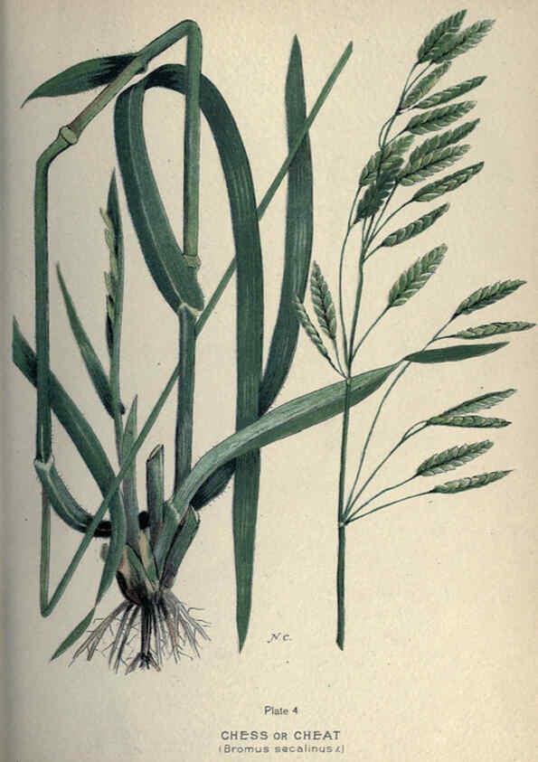 Reproducción/Reproduction 6045751318: Farm weeds of Canada Ottawa :Dept. of Agriculture,1923 