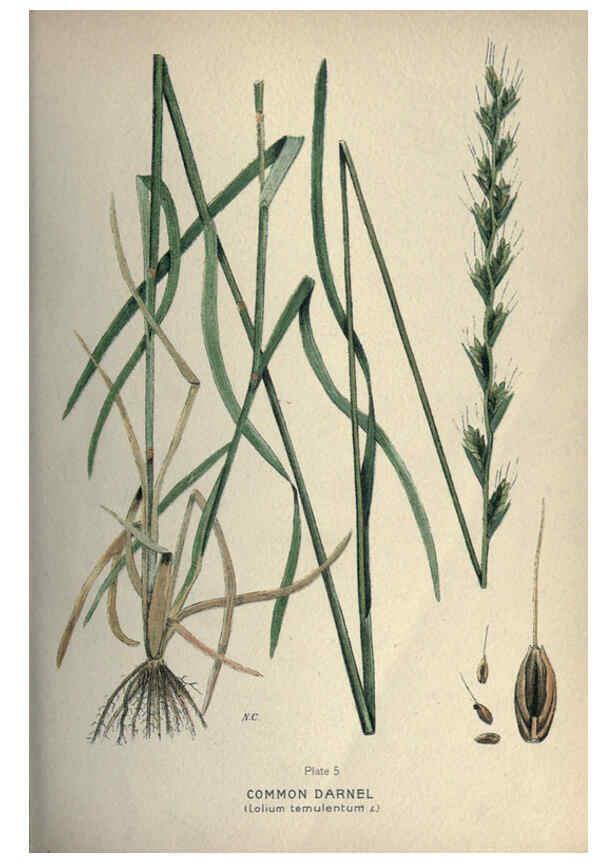 Reproducción/Reproduction 6045751506: Farm weeds of Canada Ottawa :Dept. of Agriculture,1923 