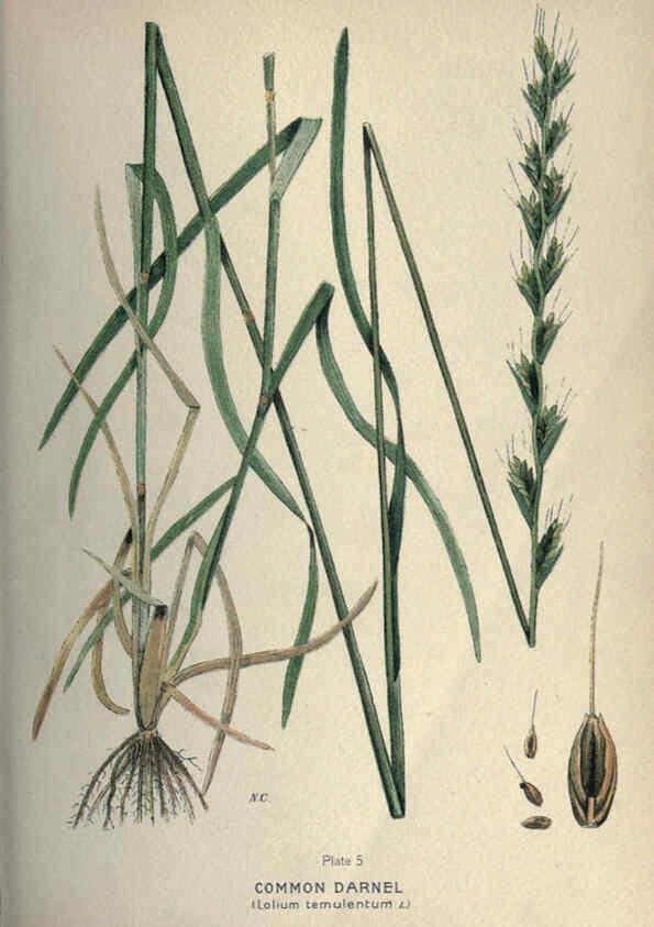 Reproducción/Reproduction 6045751506: Farm weeds of Canada Ottawa :Dept. of Agriculture,1923 