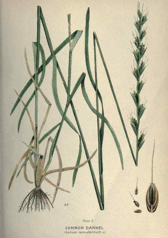 Reproducción/Reproduction 6045751506: Farm weeds of Canada Ottawa :Dept. of Agriculture,1923 