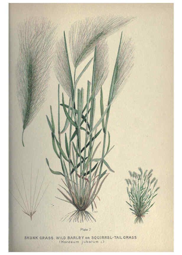 Reproducción/Reproduction 6045751834: Farm weeds of Canada Ottawa :Dept. of Agriculture,1923 