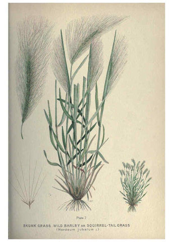 Reproducción/Reproduction 6045751834: Farm weeds of Canada Ottawa :Dept. of Agriculture,1923 