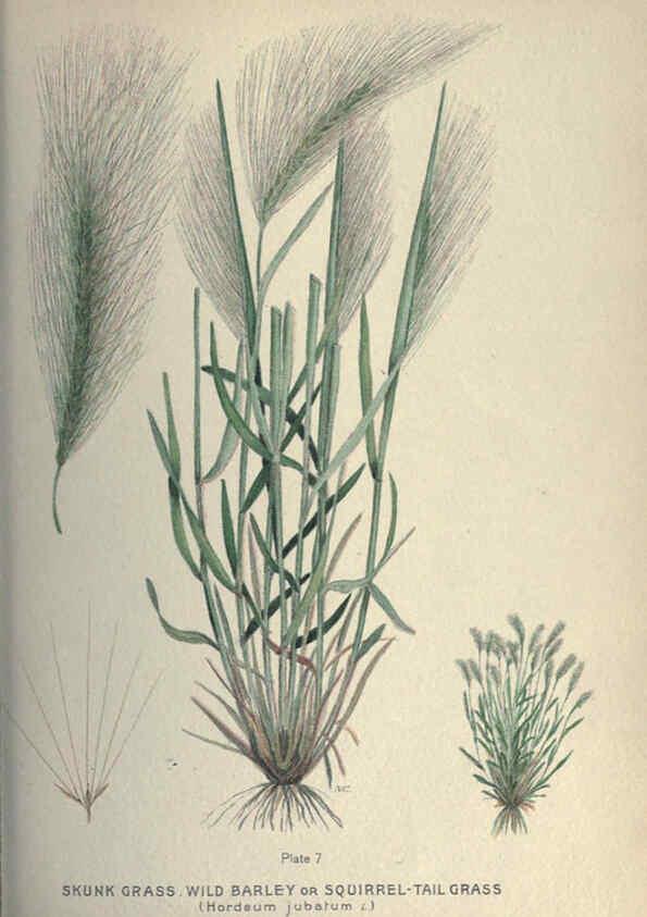 Reproducción/Reproduction 6045751834: Farm weeds of Canada Ottawa :Dept. of Agriculture,1923 