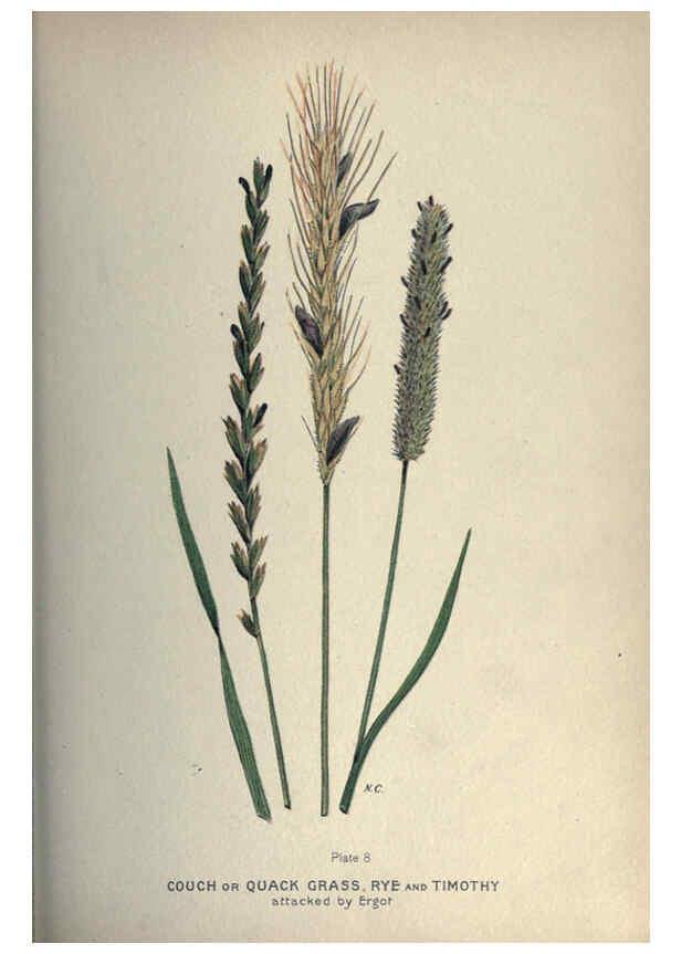 Reproducción/Reproduction 6045202315: Farm weeds of Canada Ottawa :Dept. of Agriculture,1923 