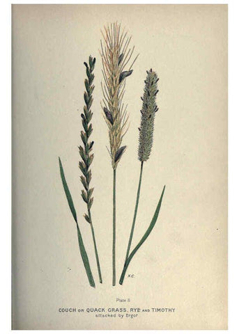 Reproducción/Reproduction 6045202315: Farm weeds of Canada Ottawa :Dept. of Agriculture,1923 
