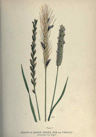 Reproducción/Reproduction 6045202315: Farm weeds of Canada Ottawa :Dept. of Agriculture,1923 