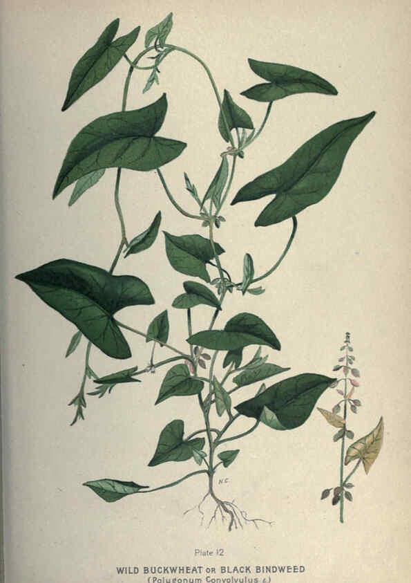 Reproducción/Reproduction 6045202475: Farm weeds of Canada Ottawa :Dept. of Agriculture,1923 