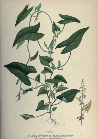 Reproducción/Reproduction 6045202475: Farm weeds of Canada Ottawa :Dept. of Agriculture,1923 