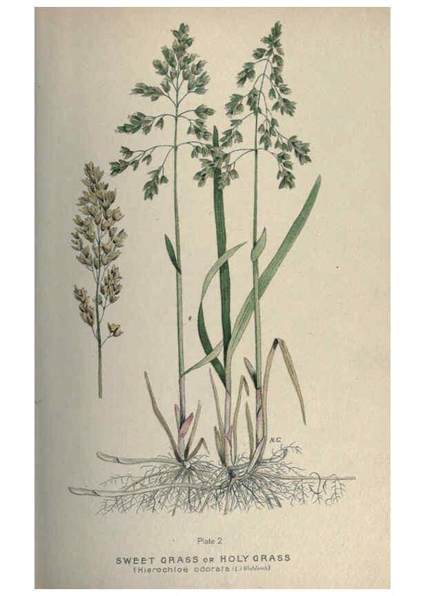 Reproducción/Reproduction 6045201267: Farm weeds of Canada Ottawa :Dept. of Agriculture,1923 