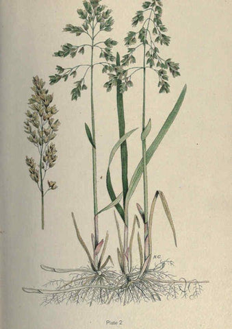 Reproducción/Reproduction 6045201267: Farm weeds of Canada Ottawa :Dept. of Agriculture,1923 