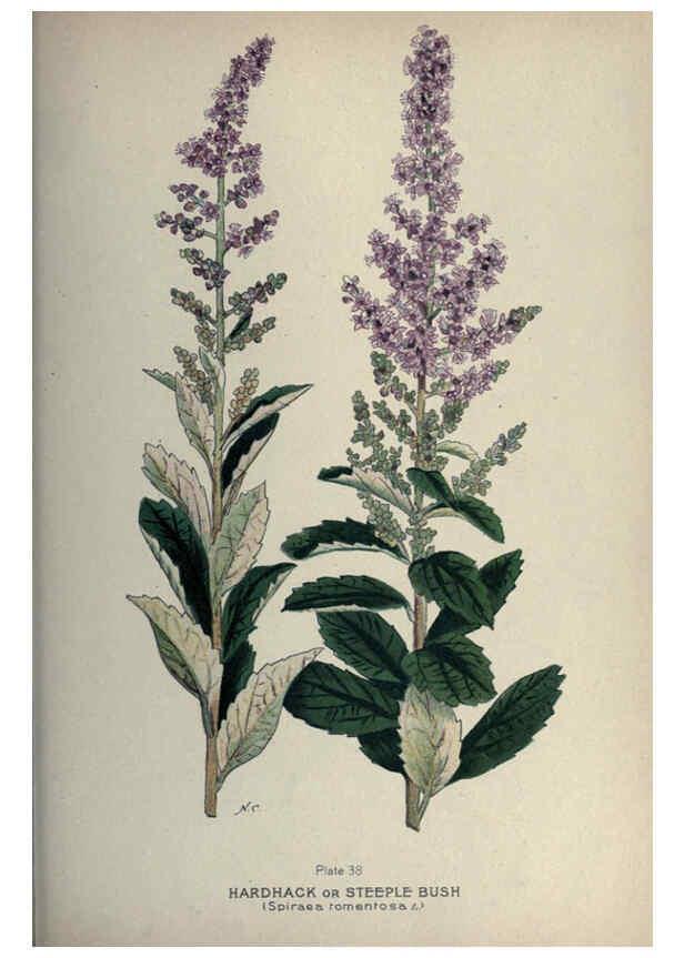 Reproducción/Reproduction 6045207241: Farm weeds of Canada Ottawa :Dept. of Agriculture,1923 