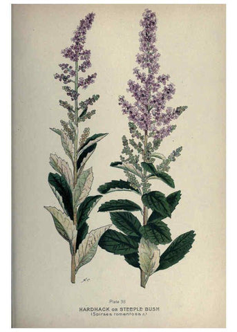 Reproducción/Reproduction 6045207241: Farm weeds of Canada Ottawa :Dept. of Agriculture,1923 