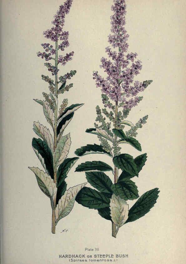 Reproducción/Reproduction 6045207241: Farm weeds of Canada Ottawa :Dept. of Agriculture,1923 