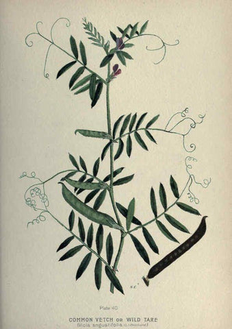 Reproducción/Reproduction 6045757288: Farm weeds of Canada Ottawa :Dept. of Agriculture,1923 