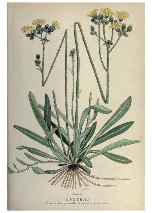 Reproducción/Reproduction 6045212627: Farm weeds of Canada Ottawa :Dept. of Agriculture,1923 