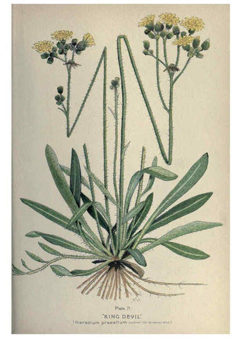 Reproducción/Reproduction 6045212627: Farm weeds of Canada Ottawa :Dept. of Agriculture,1923 